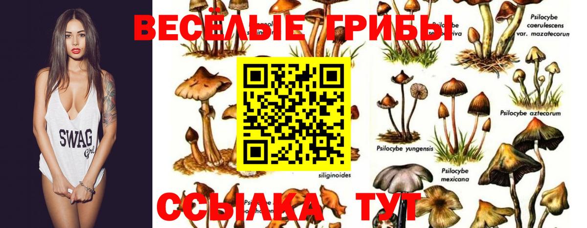 Галлюциногенные грибы Psilocybine cubensis Балахна